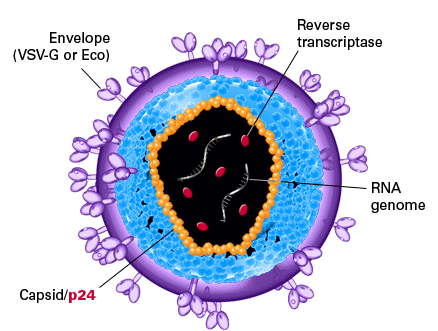 慢病毒滴度测定 p24 ELISA