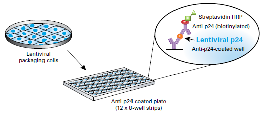 慢病毒滴度测定 p24 ELISA