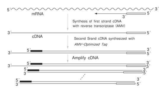 一步法RT-PCR试剂盒TaKaRa One Step RNA PCR Kit (AMV)