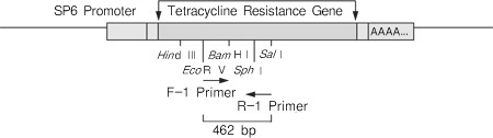 高保真RT-PCR试剂盒PrimeScript&trade; II High Fidelity One Step RT-PCR Kit