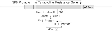 高保真RT-PCR试剂盒PrimeScript&trade; II High Fidelity RT-PCR Kit