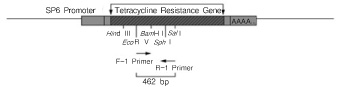 一步法预加染料RT-PCR试剂盒PrimeScript&trade; One Step RT-PCR Kit Ver.2 (Dye Plus)