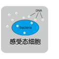 Takara高GC扩增用高保真酶PrimeSTAR&reg; HS DNA Polymerase with GC Buffer