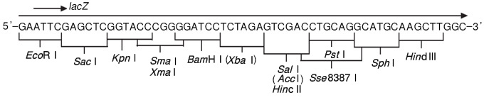 克隆用载体pSTV28 DNA