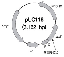 克隆用去磷酸化载体pUC118 Hinc II/BAP