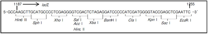 克隆用载体pHSG396 DNA