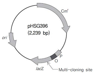 克隆用载体pHSG396 DNA