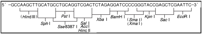 克隆用载体pHSG299 DNA