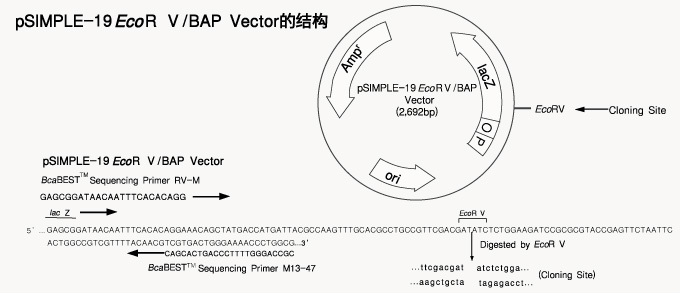 平末端PCR产物克隆用载体pSIMPLE-19 EcoR V/BAP Vector