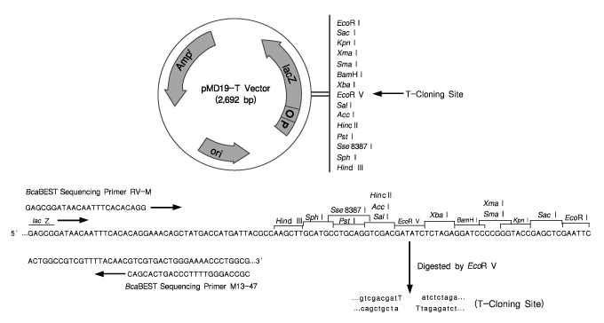 克隆用T载体pMD&trade;19-T Vector Cloning Kit