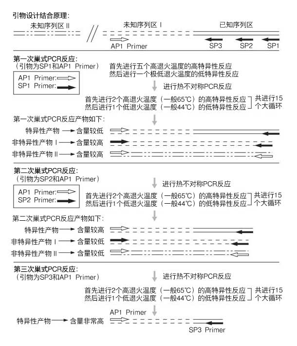 基因组步移试剂盒Genome Walking Kit