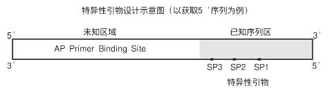 基因组步移试剂盒Genome Walking Kit