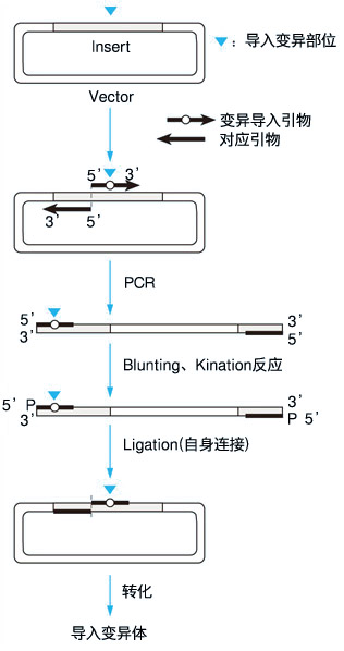 定点突变试剂盒TaKaRa MutanBEST Kit