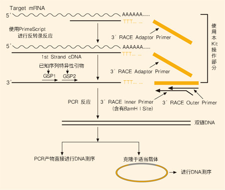 3’-RACE试剂盒3’-Full RACE Core Set with PrimeScript&trade; RTase