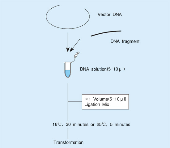 DNA连接试剂盒DNA Ligation Kit ＜Mighty Mix＞