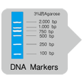 粗提样品PCR酶MightyAmp&trade; DNA Polymerase Ver.2