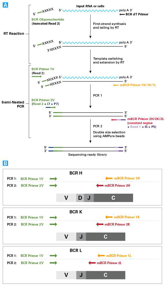 小鼠B细胞受体分析SMARTer Mouse BCR IgG H/K/L Profiling Kit