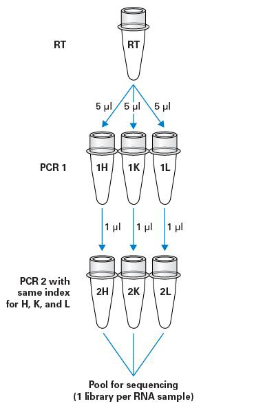 小鼠B细胞受体分析SMARTer Mouse BCR IgG H/K/L Profiling Kit