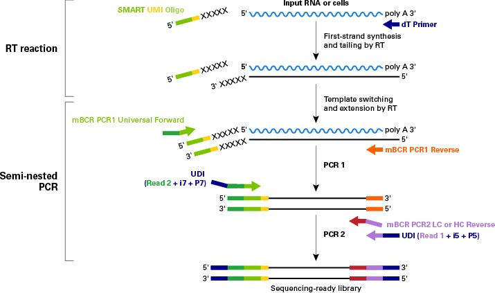 小鼠BCR分析SMART-Seq Mouse BCR (with UMIs)