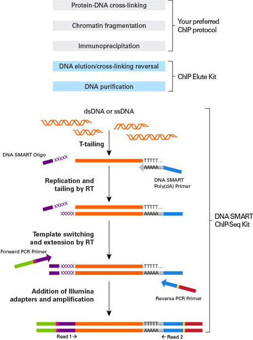 以微量DNA模板构建Illumina测序文库-低起始量DNA ChIP-Seq