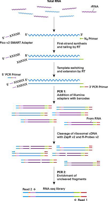 困难样本建库-SMARTer Stranded Total RNA-Seq Kit v2 - Pico Input Mammalian