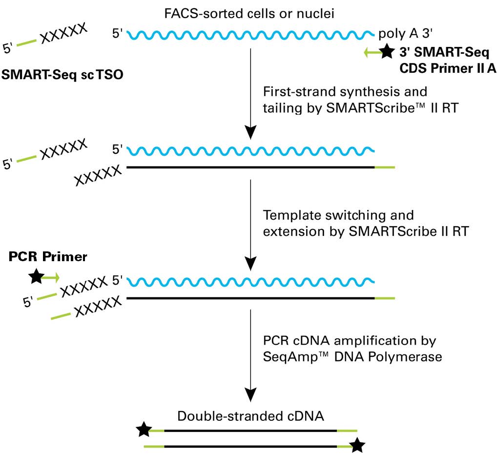 单细胞mRNA全长分析SMART-Seq mRNA Single Cell LP &  SMART-Seq mRNA Single Cell