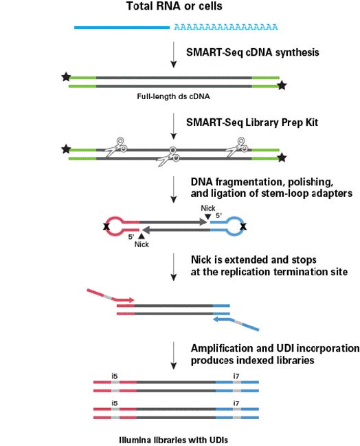 单细胞mRNA全长分析SMART-Seq mRNA Single Cell LP &  SMART-Seq mRNA Single Cell