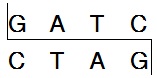 常规限制酶Sau3A I (Mbo I)