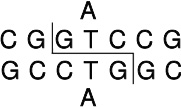常规限制酶CpoI (Rsr II)