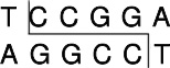 常规限制酶Aor13H I (BspM II, Acc III)