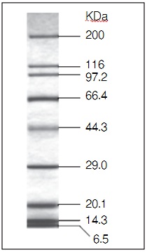 蛋白质分子量Marker-Protein Molecular Weight Marker (Broad)