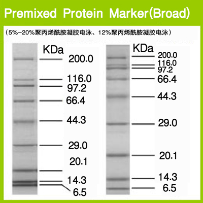 预混型蛋白质marker-Premixed Protein Marker (Broad)