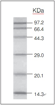 蛋白质分子量Marker-Protein Molecular Weight Marker (Low)