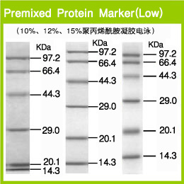 预混型蛋白质marker-Premixed Protein Marker (Low)