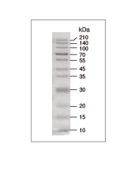 蛋白质分子量Marker-CLEARLY Stained Protein Ladder