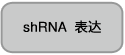 电泳用RNA marker-14-30 ssRNA Ladder Marker