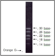 电泳用RNA marker-14-30 ssRNA Ladder Marker