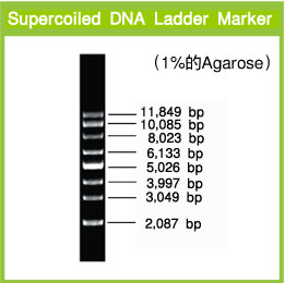 超螺旋质粒DNA Marker-Supercoiled DNA Ladder Marker