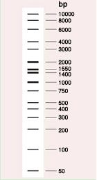 电泳用DNA Marker-Wide-Range DNA Ladder (50-10,000 bp)