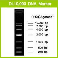 电泳用DNA Marker-DL10,000 DNA Marker