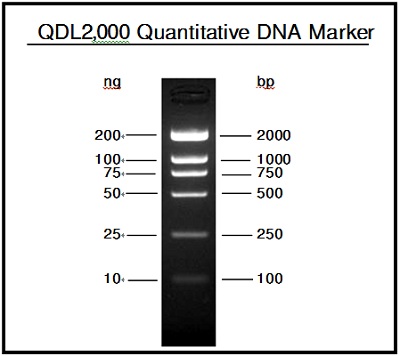 电泳用DNA Marker-QDL2,000 Quantitative DNA Marker