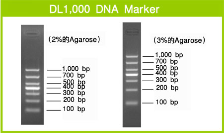 电泳用DNA marker-DL1,000 DNA Marker