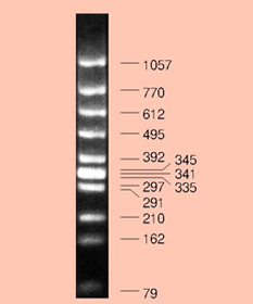 电泳用DNA Marker-φ X174 -Hinc II digest