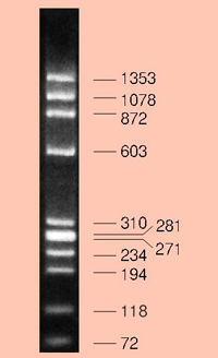 电泳用DNA Marker-φ X174 -Hae III digest