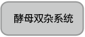 酵母双杂交研究用 GAL4抗体