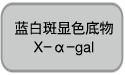 酵母双杂交研究用 GAL4抗体