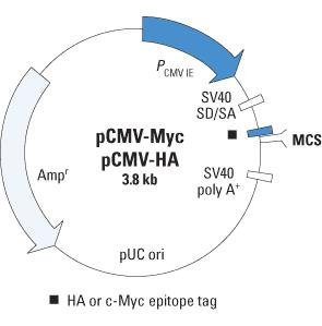 Myc标签 Myc-Tagged & HA-标签载体
