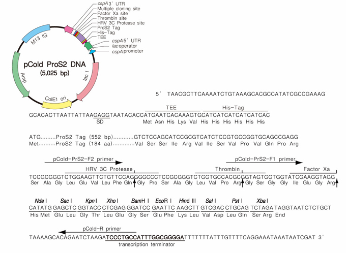 冷休克表达载体pCold&trade; ProS2 DNA