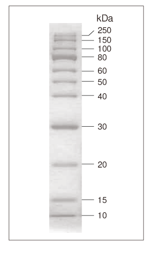 蛋白Ladder CLEARLY Protein Ladder (Unstained)