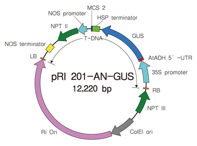 植物用双元载体pRI 201-AN-GUS DNA